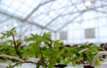 Grocer to retail year-round local produce from Washington, DC greenhouse