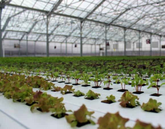 Read more about the article Startups Take a Shine to Urban Agriculture; Can They Reward Investors?