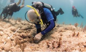 Read more about the article Enzymedica Drives Funding into Coral Restoration