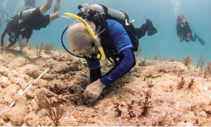You are currently viewing Enzymedica Drives Funding into Coral Restoration