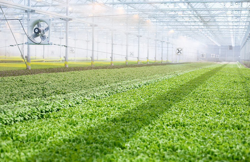 BrightFarms Expands High-Tech Indoor Farming Across America